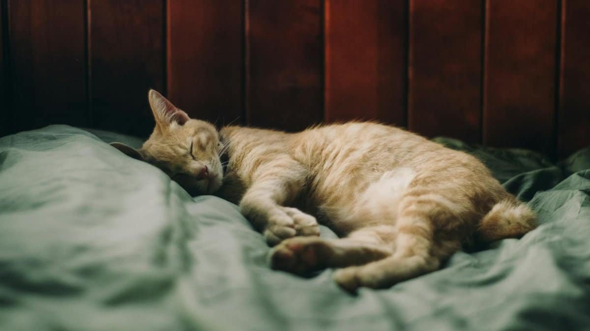 An adorable ginger cat sleeping soundly on a cozy bed, creating a warm and peaceful atmosphere.