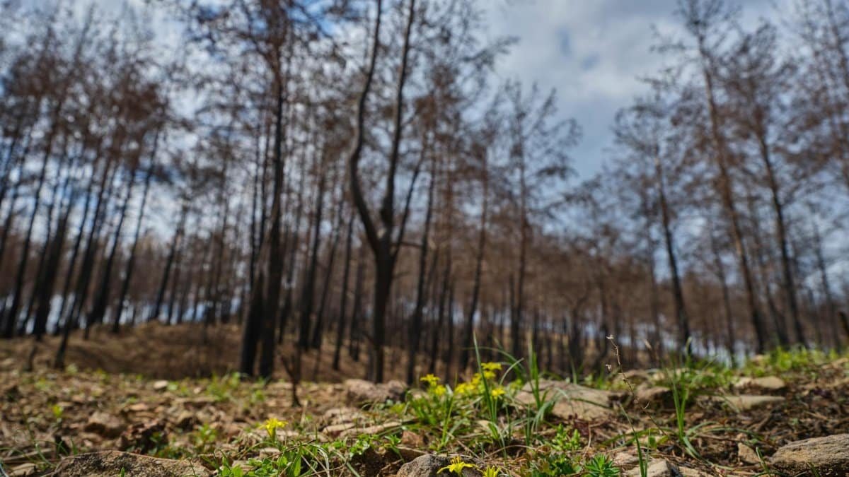 A regenerating forest scene with burnt trees and new plant growth under a blue sky.