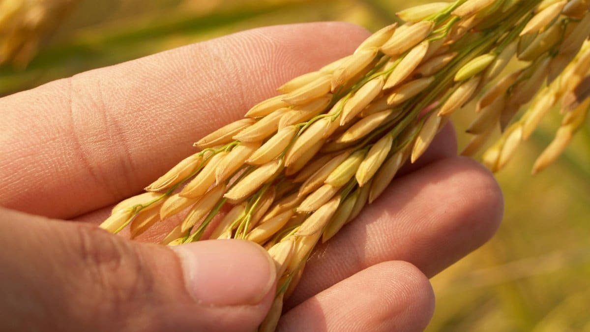 Detailed image of a hand gently cradling ripe rice grains, symbolizing harvest and agriculture.
