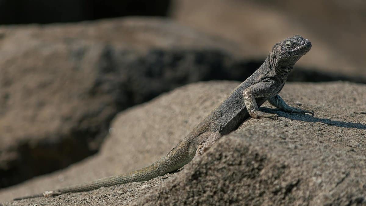 Close-up of an Andean lizard basking on rocky terrain in Arica, Chile, showcasing its textured scales.