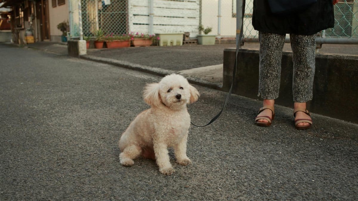 Charming poodle on leash sitting on city pavement beside owner. Perfect urban pet vibe.