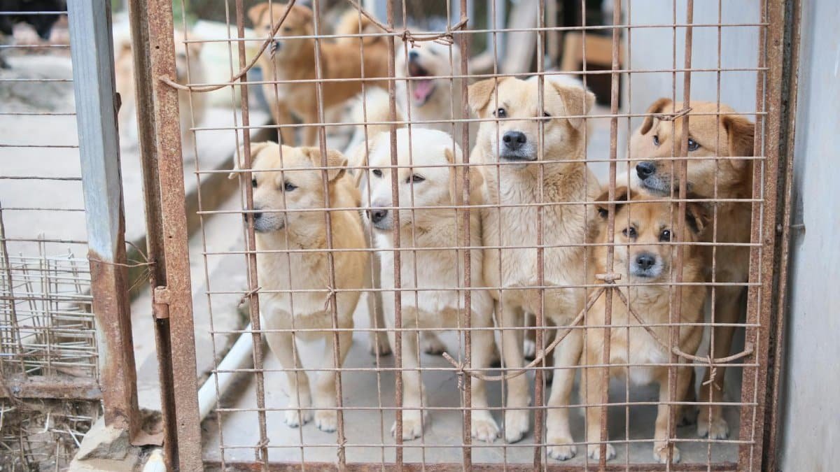 Multiple dogs in a shelter cage, highlighting the need for adoption and animal care.