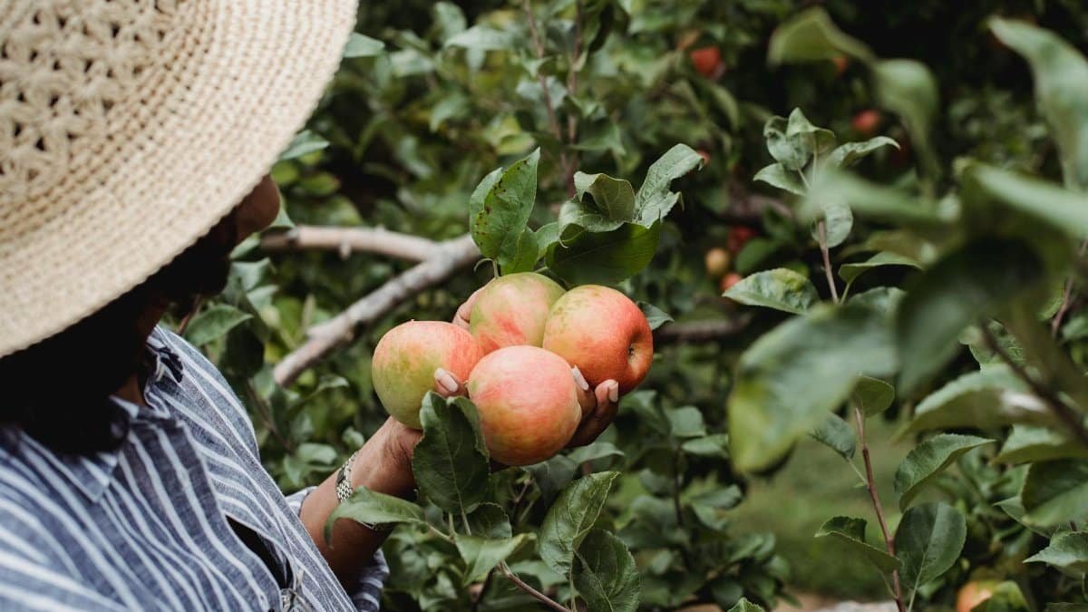 From above of crop anonymous female gardener collecting apples growing on tree with green foliage