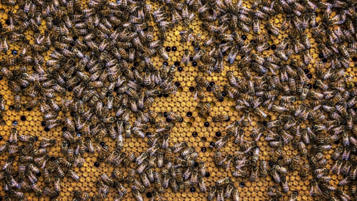 A detailed close-up of bees working on a vibrant yellow honeycomb.
