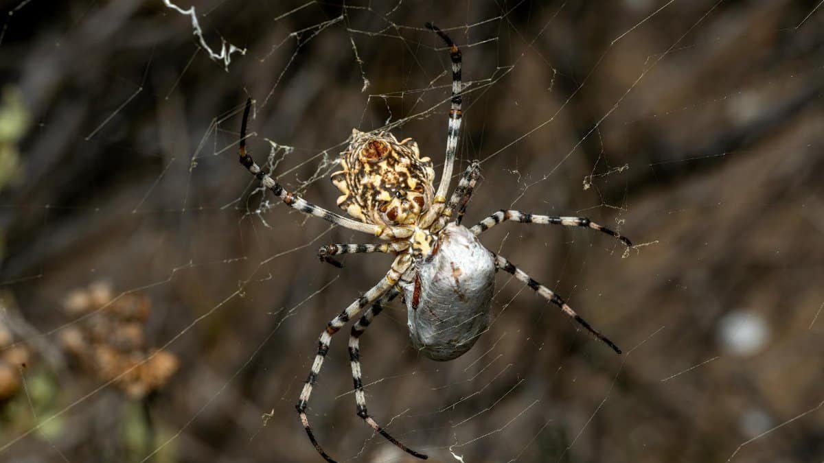 Detailed macro of Argiope Lobata spider capturing prey in Valencia, Spain.