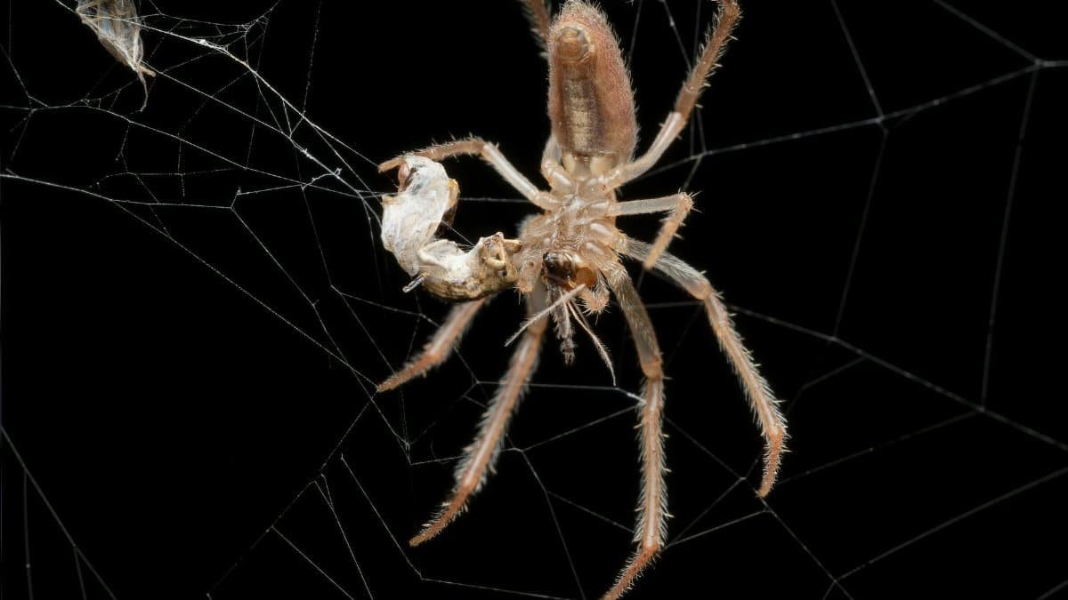 Detailed image of a brown spider weaving its web, captured in Valencia. Perfect for nature and wildlife enthusiasts.