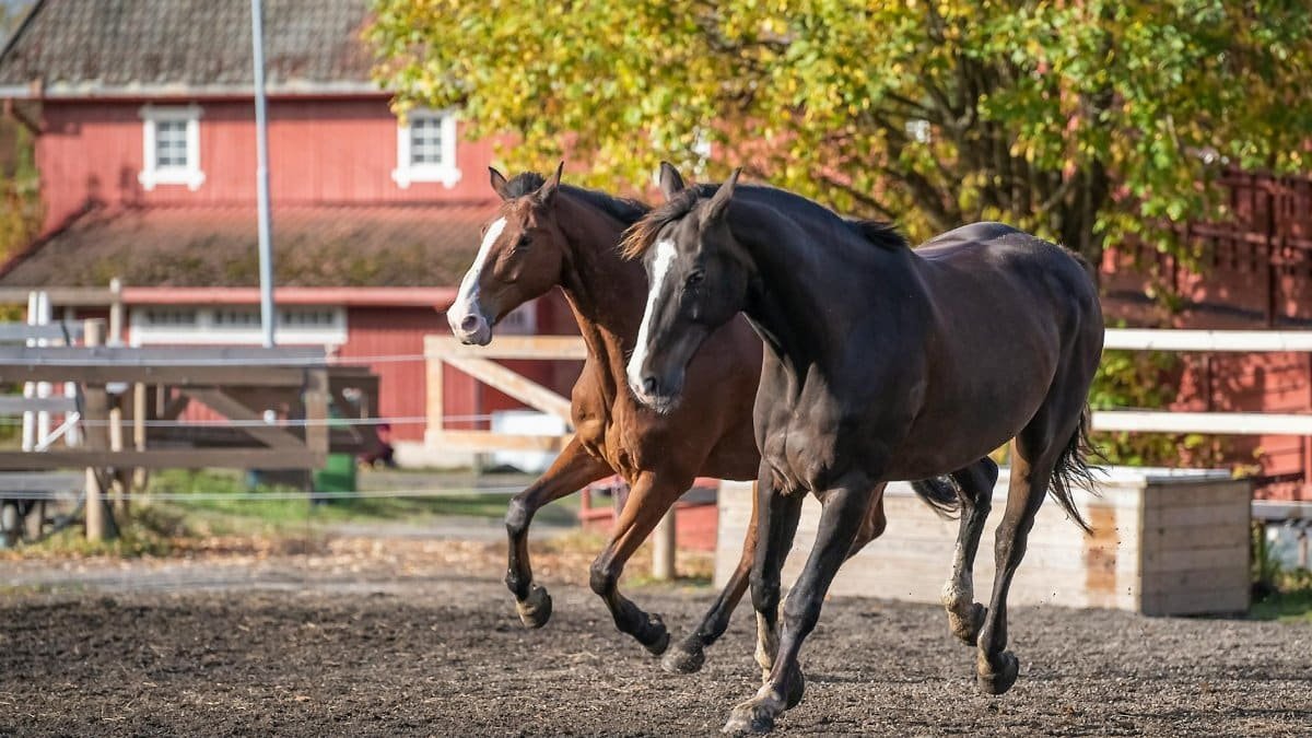 Two majestic stallions running freely in a sunny countryside farm setting.