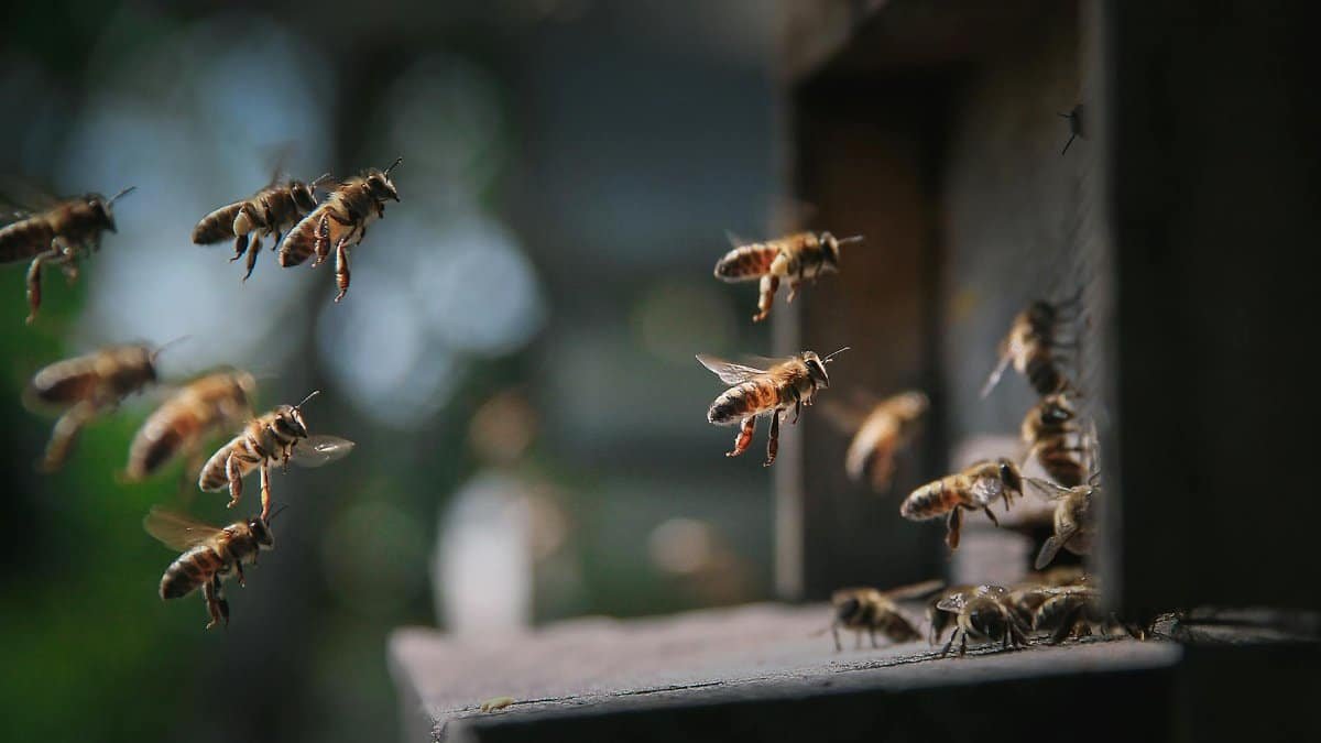 Detailed shot of honey bees entering a hive, showcasing natural behavior and pollination.