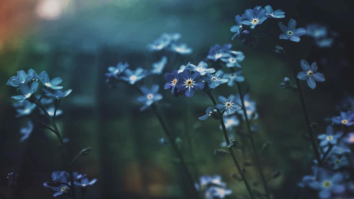 Tranquil close-up of blue forget-me-not flowers with a blurred background, capturing the essence of spring.