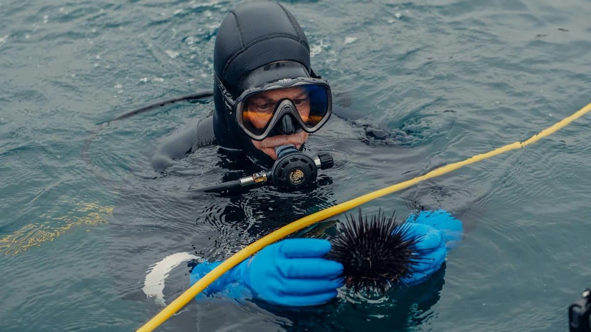 A diver in a dry suit holding a spiny sea urchin underwater. Close-up view.