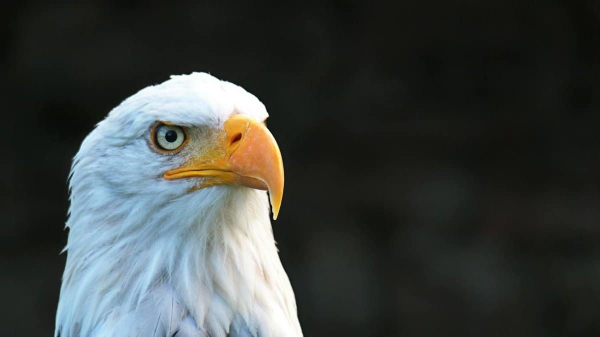 Majestic bald eagle with striking eyes and beak in natural light