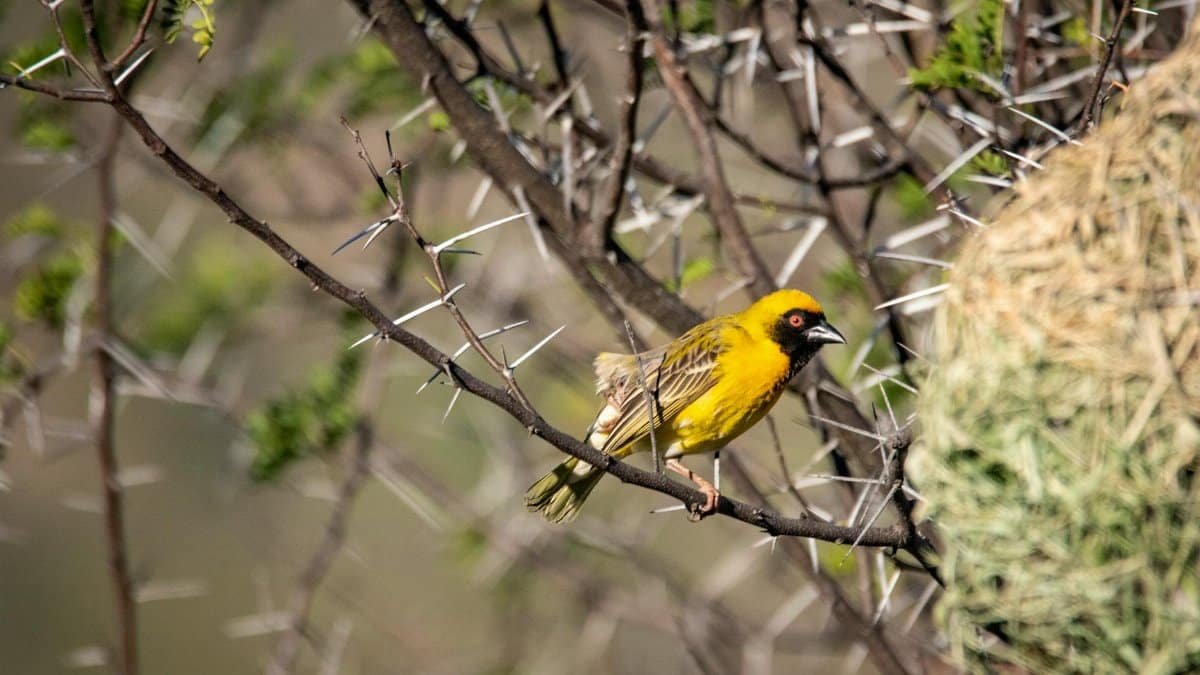 Rüppell's weaver bird perched on a thorny branch near its nest in vibrant daylight.