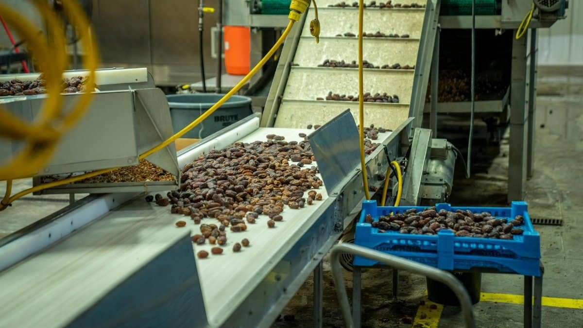 An industrial conveyor sorting dates in a food processing factory.