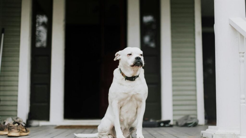 Serene white dog sitting on a wooden porch of a house, showing a calm demeanor.