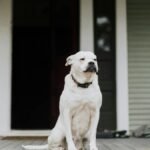 Serene white dog sitting on a wooden porch of a house, showing a calm demeanor.