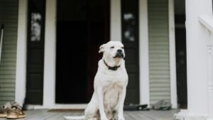 Serene white dog sitting on a wooden porch of a house, showing a calm demeanor.