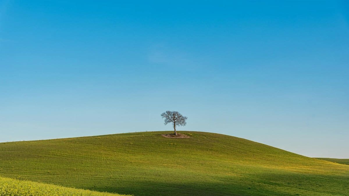 A lone tree stands on lush green hills against a clear blue sky in Tuscany, Italy.