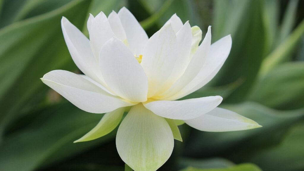 Stunning white lotus flower captured in a Brisbane garden, showcasing its natural beauty and symbolic elegance.