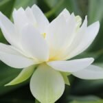 Stunning white lotus flower captured in a Brisbane garden, showcasing its natural beauty and symbolic elegance.