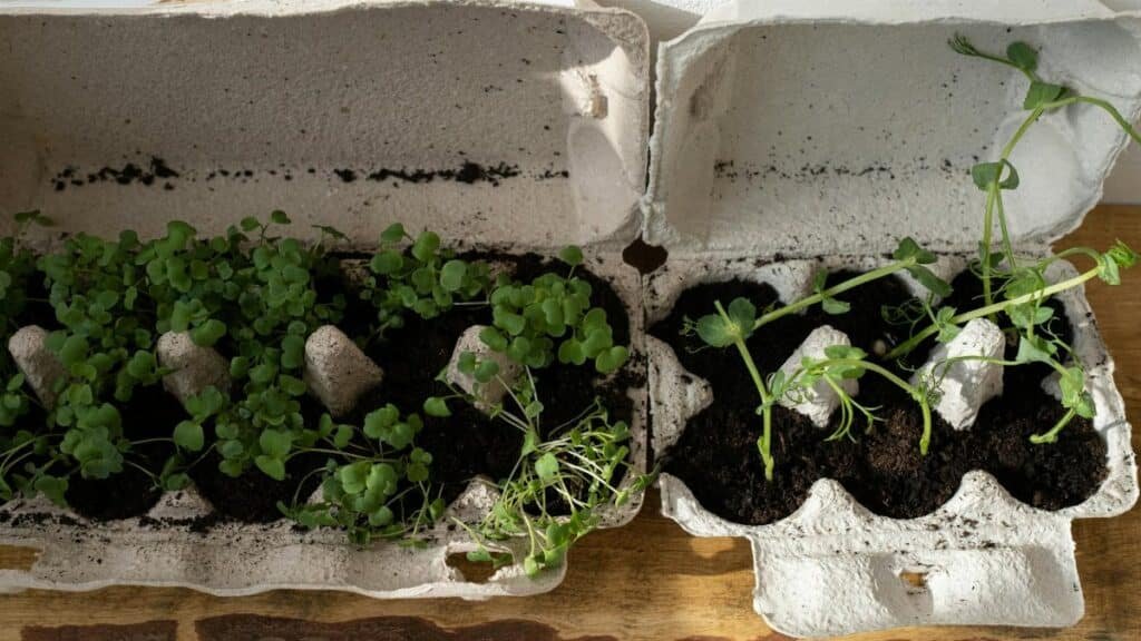 Organic herbs growing in recycled egg cartons on a wooden surface, embracing zero waste gardening.
