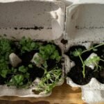 Organic herbs growing in recycled egg cartons on a wooden surface, embracing zero waste gardening.