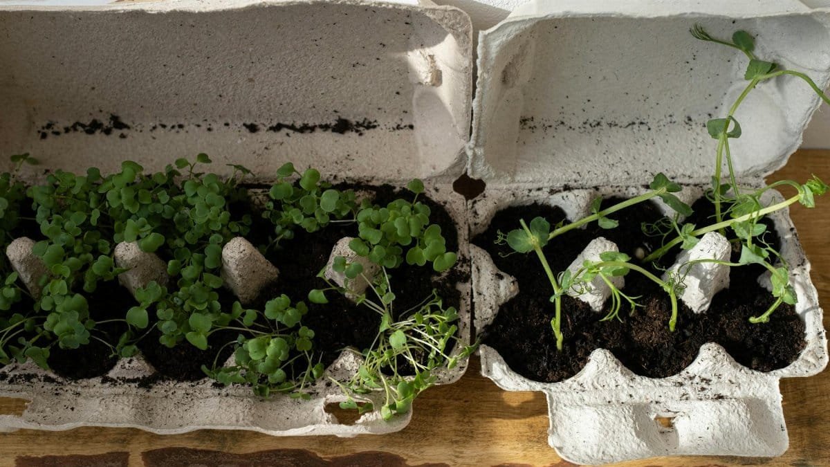 Organic herbs growing in recycled egg cartons on a wooden surface, embracing zero waste gardening.