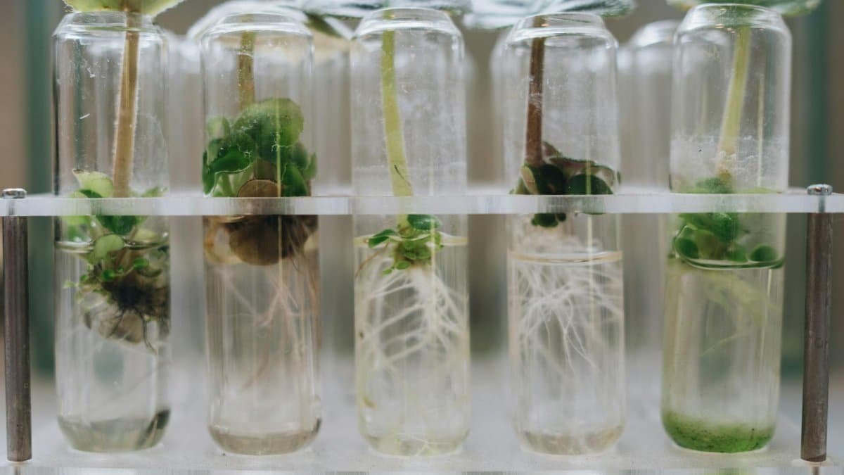 Close-up of plant tissue culture in laboratory test tubes showcasing micropropagation.