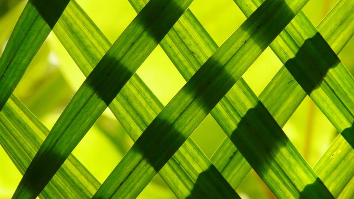 Close-up of green leaves forming a natural pattern with interwoven designs and sunlight casting shadows.