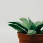 Minimalist image of a green succulent plant in a terra cotta pot against a neutral background.