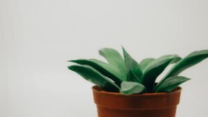 Minimalist image of a green succulent plant in a terra cotta pot against a neutral background.