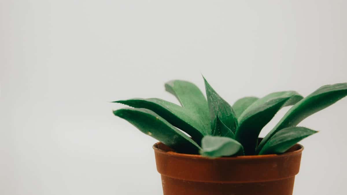 Minimalist image of a green succulent plant in a terra cotta pot against a neutral background.