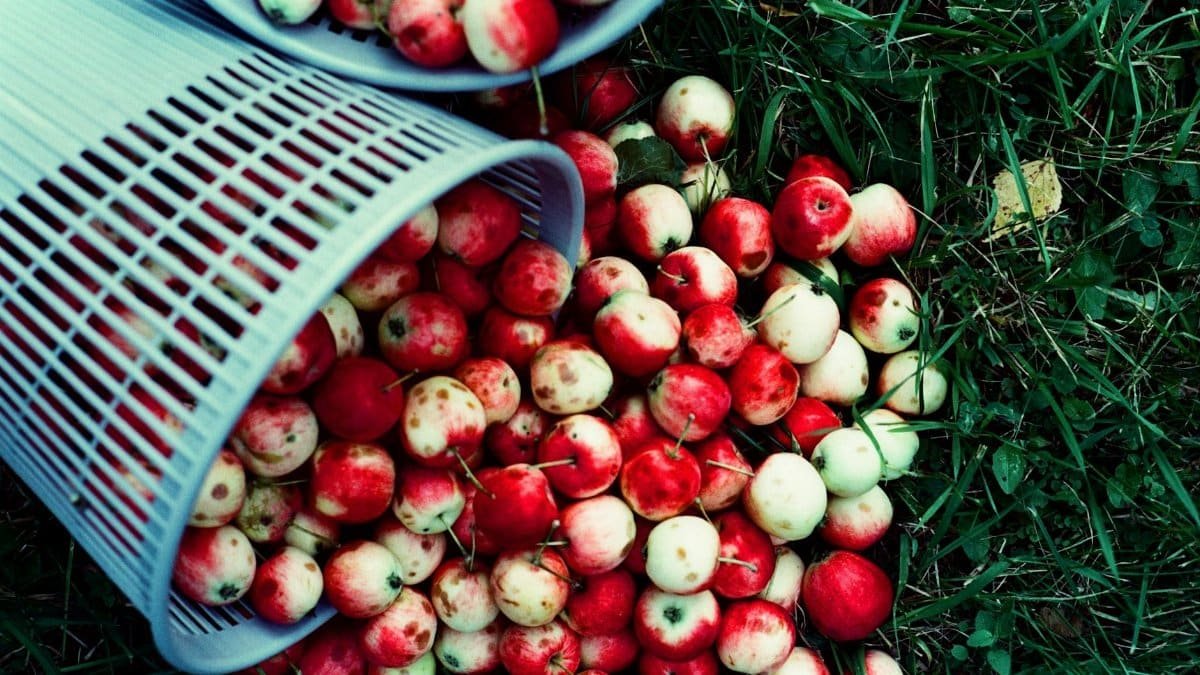 Top view of ripe red and green apples spilling from a basket onto outdoor grass.
