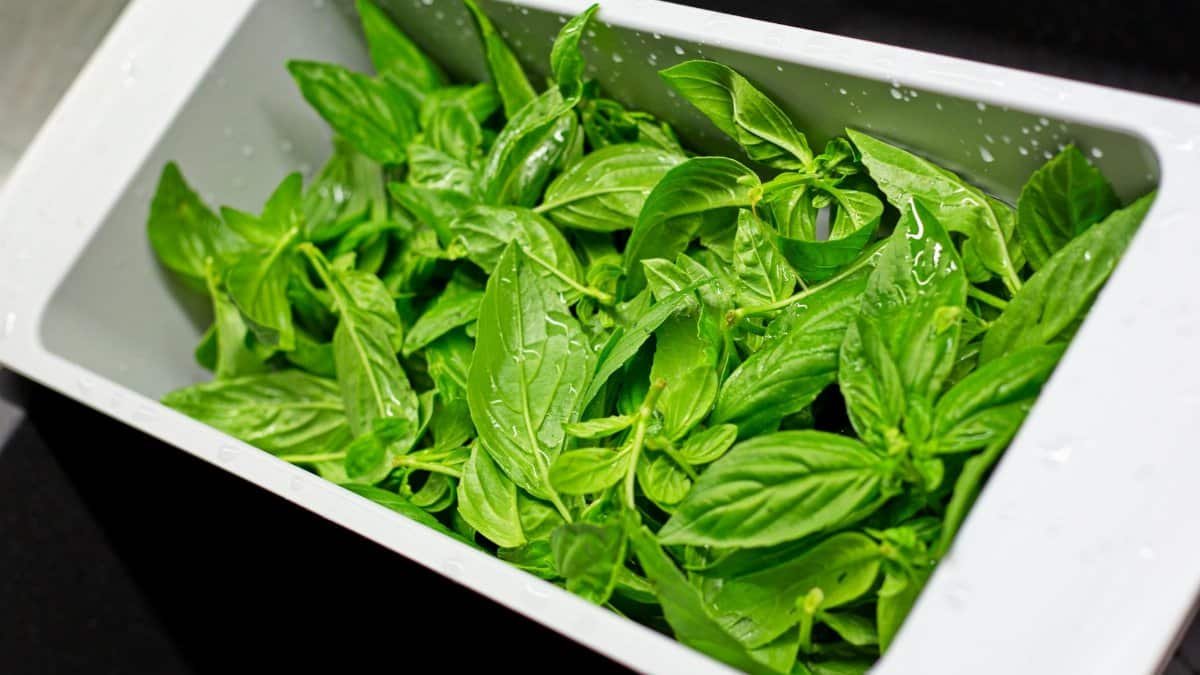 From above of plastic container in kitchen sink full of fresh green leaves of basil