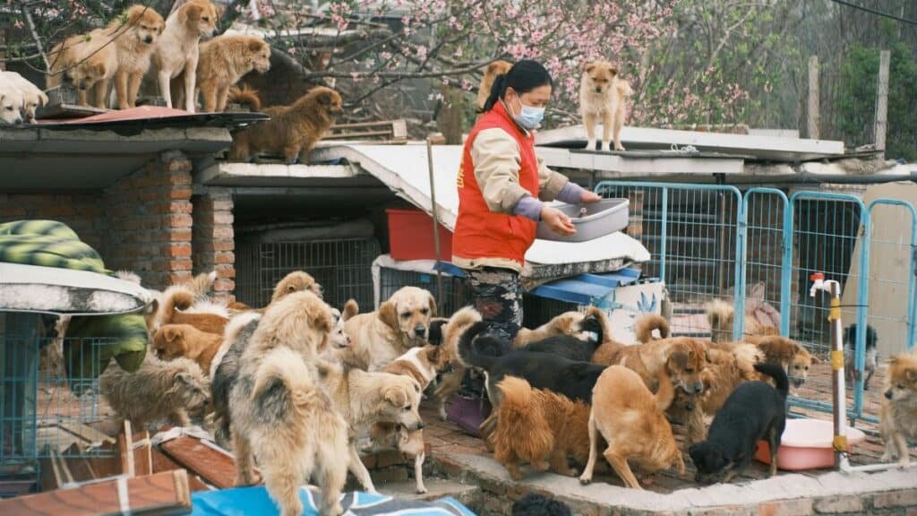 A dedicated volunteer feeds numerous stray dogs at an open-air animal shelter, demonstrating compassion and care.