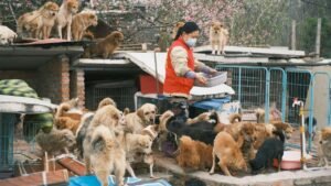A dedicated volunteer feeds numerous stray dogs at an open-air animal shelter, demonstrating compassion and care.