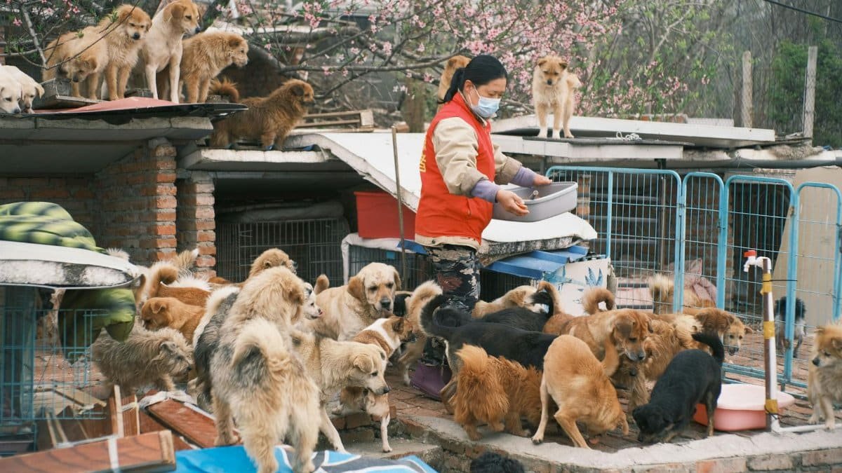 A dedicated volunteer feeds numerous stray dogs at an open-air animal shelter, demonstrating compassion and care.