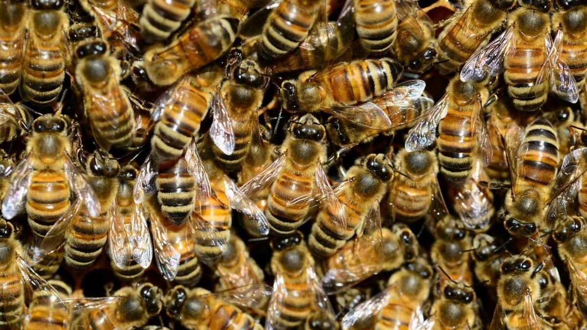 Macro shot of honey bees clustering on a hive, showcasing intricate details of their wings and stripes.