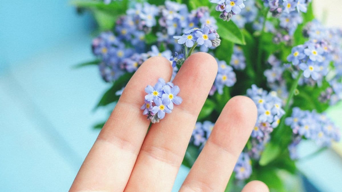 Gentle hand holding a delicate forget-me-not flower against a blue background.