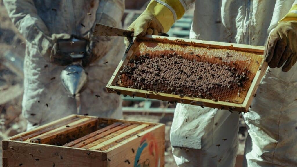 Beekeepers in Damascus, Syria, harvesting honeycombs on a sunny day, showcasing local honey production.