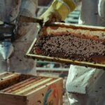 Beekeepers in Damascus, Syria, harvesting honeycombs on a sunny day, showcasing local honey production.