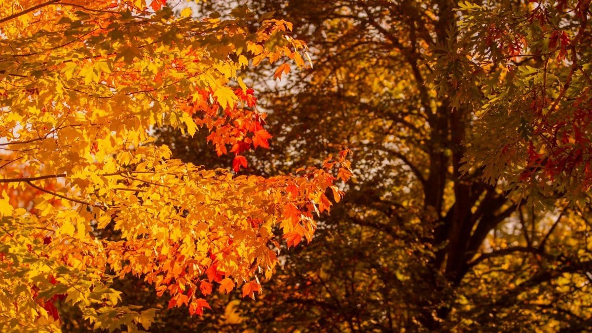 A lush display of colorful autumn leaves in Hamilton, showcasing vibrant fall foliage.