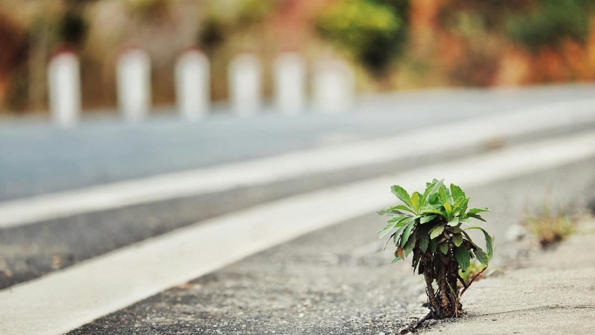 A small plant thriving on a road, symbolizing resilience and survival in urban environments.