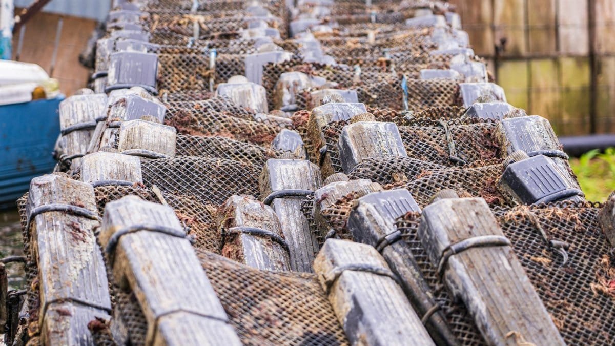 Industrial fish traps stacked in neat rows outdoors, showcasing efficient fishing equipment.