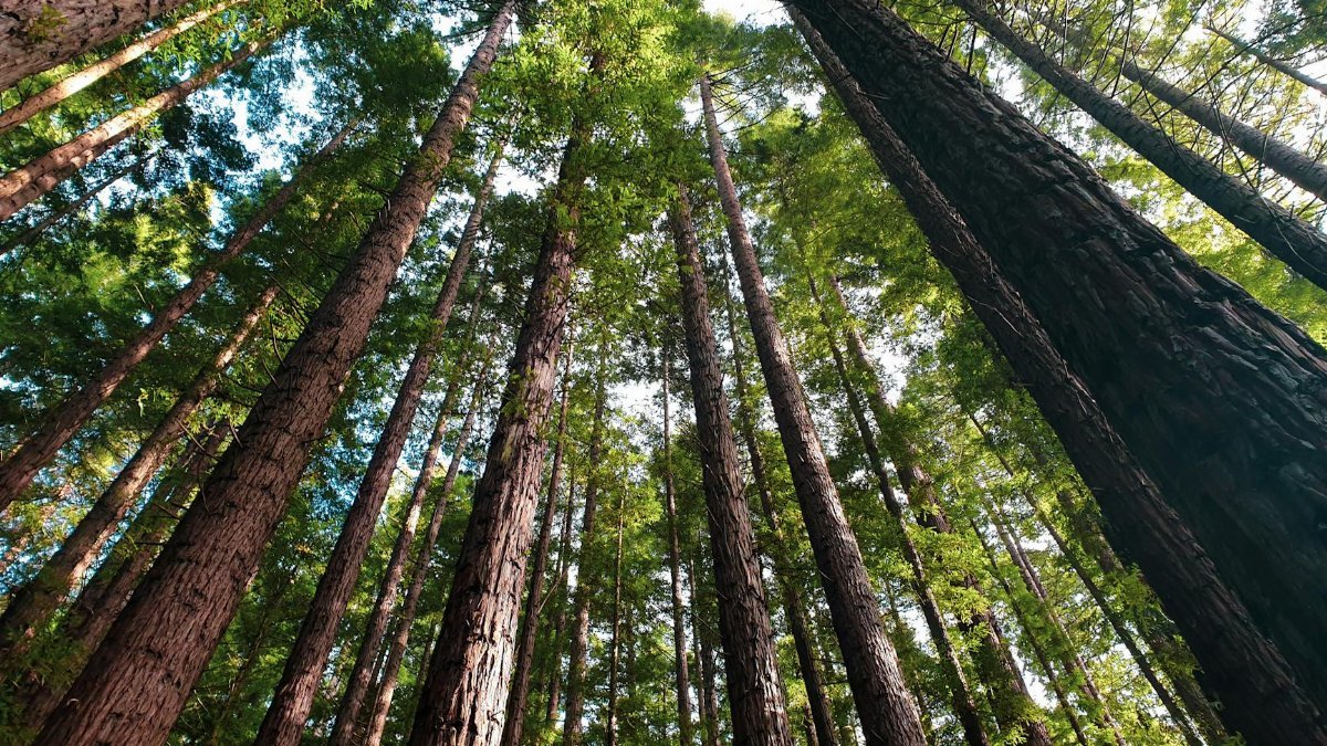 Low angle shot of tall redwood trees in a lush Warburton forest, Victoria, Australia.