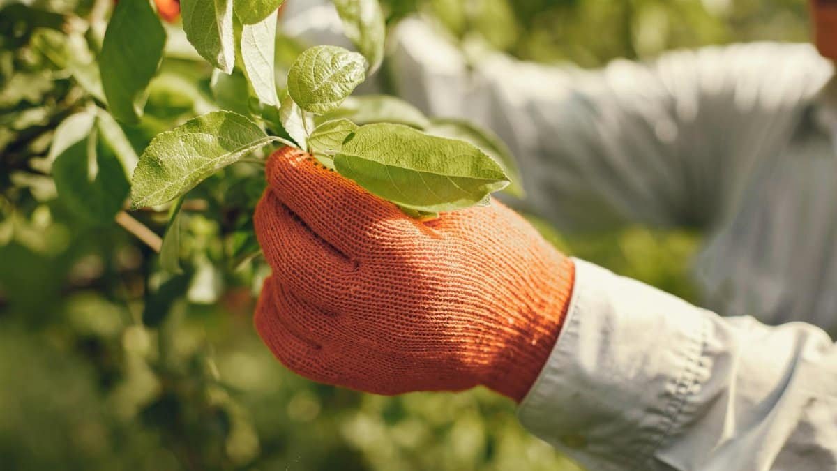 A gardener's hand wearing orange gloves picking leaves in a sunlit orchard.