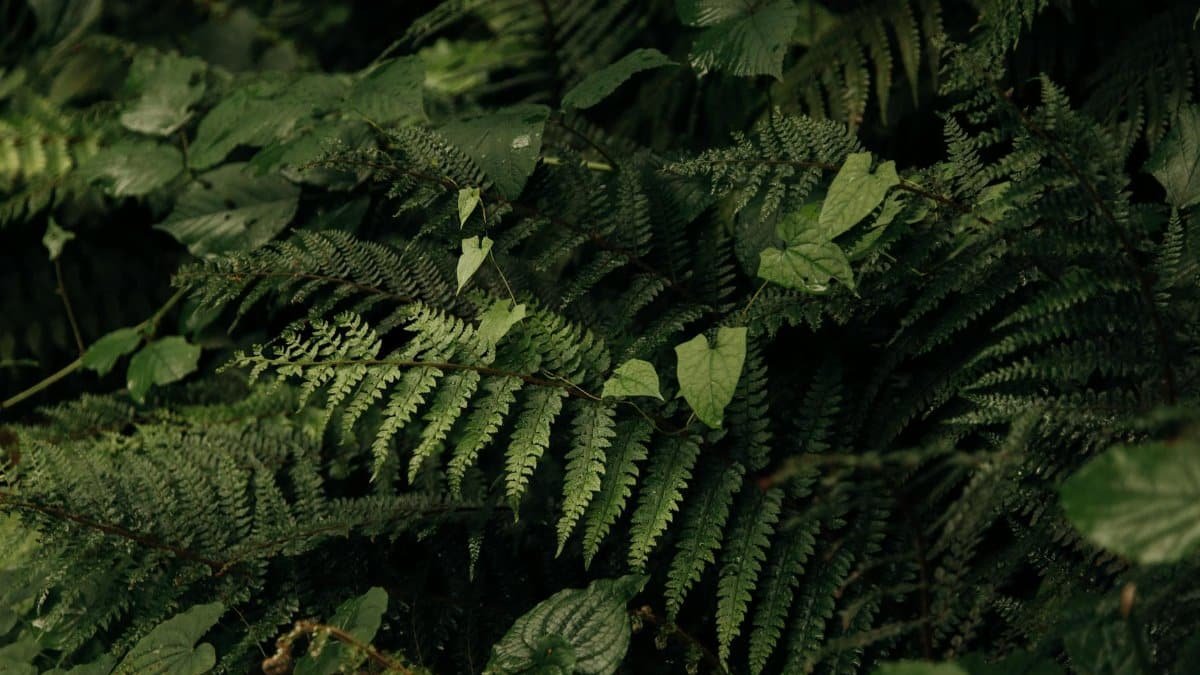 Close-up of lush green ferns showcasing natural beauty and texture.