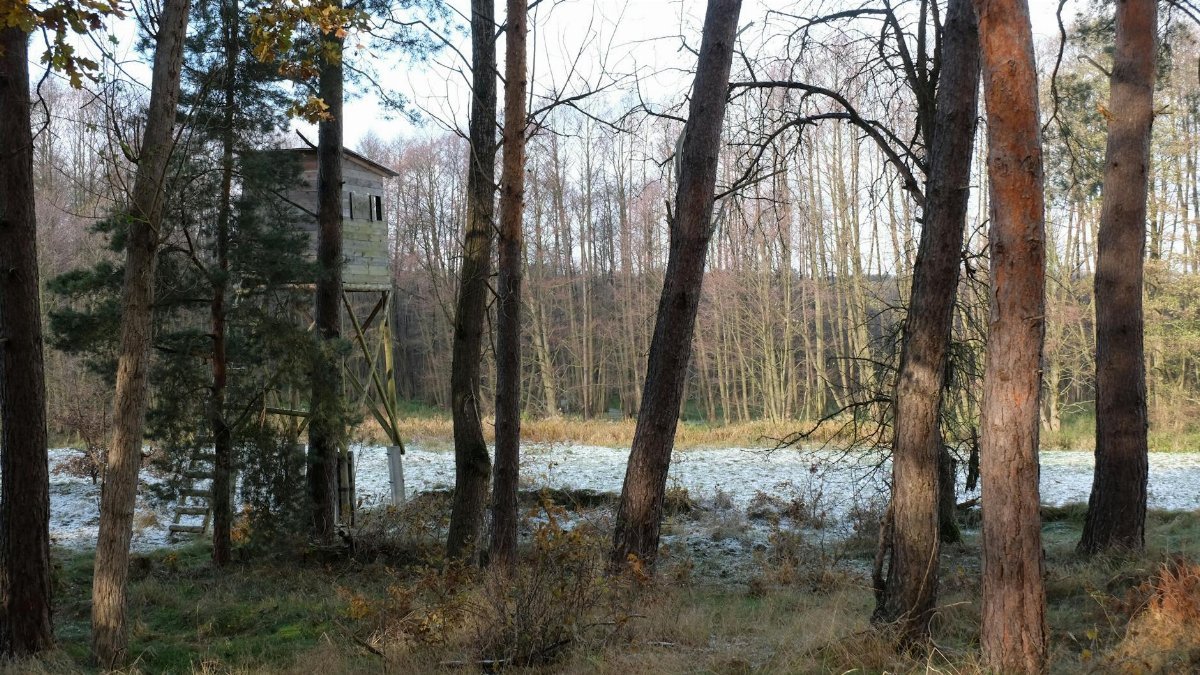 A serene woodland view featuring a hunting blind among trees in early winter.