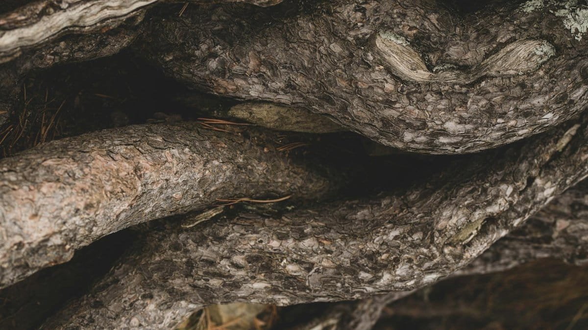 Detailed view of twisted tree roots in a dense forest setting, showcasing texture and natural complexity.
