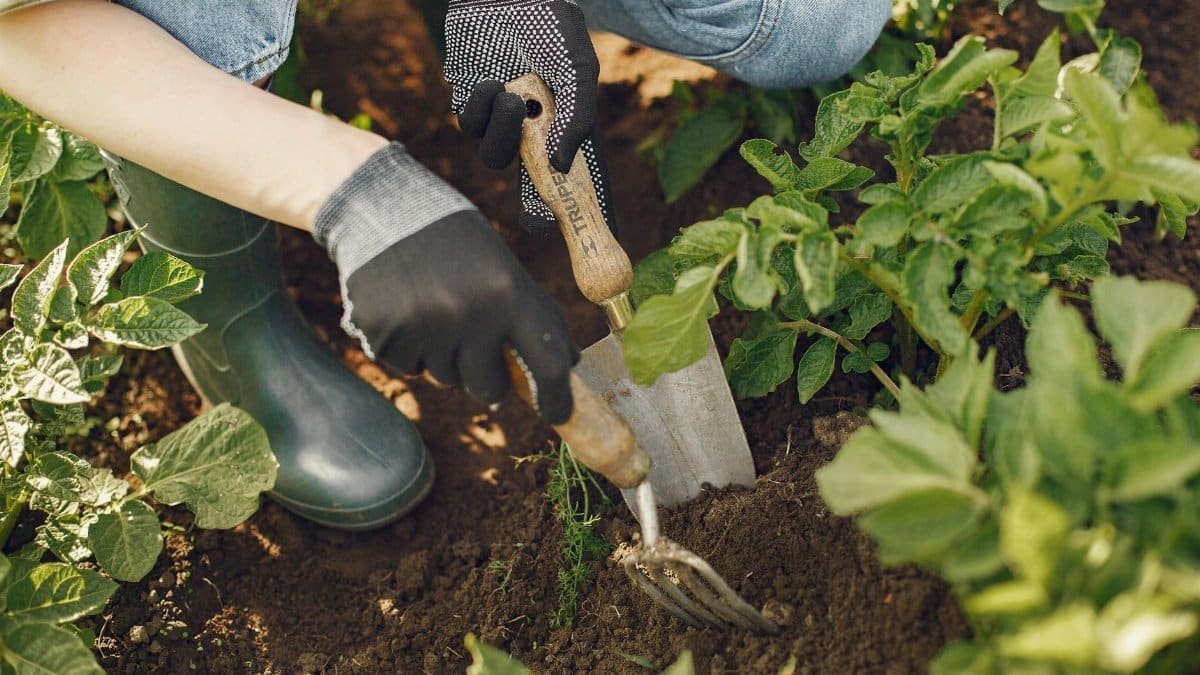 A close-up of a gardener using tools in a lush vegetable garden, illustrating hands-on gardening work.