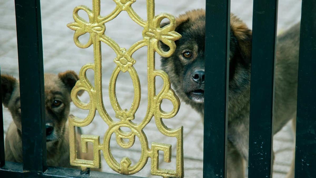 Two curious dogs peek through a decorative wrought-iron gate, showcasing intricate golden patterns.